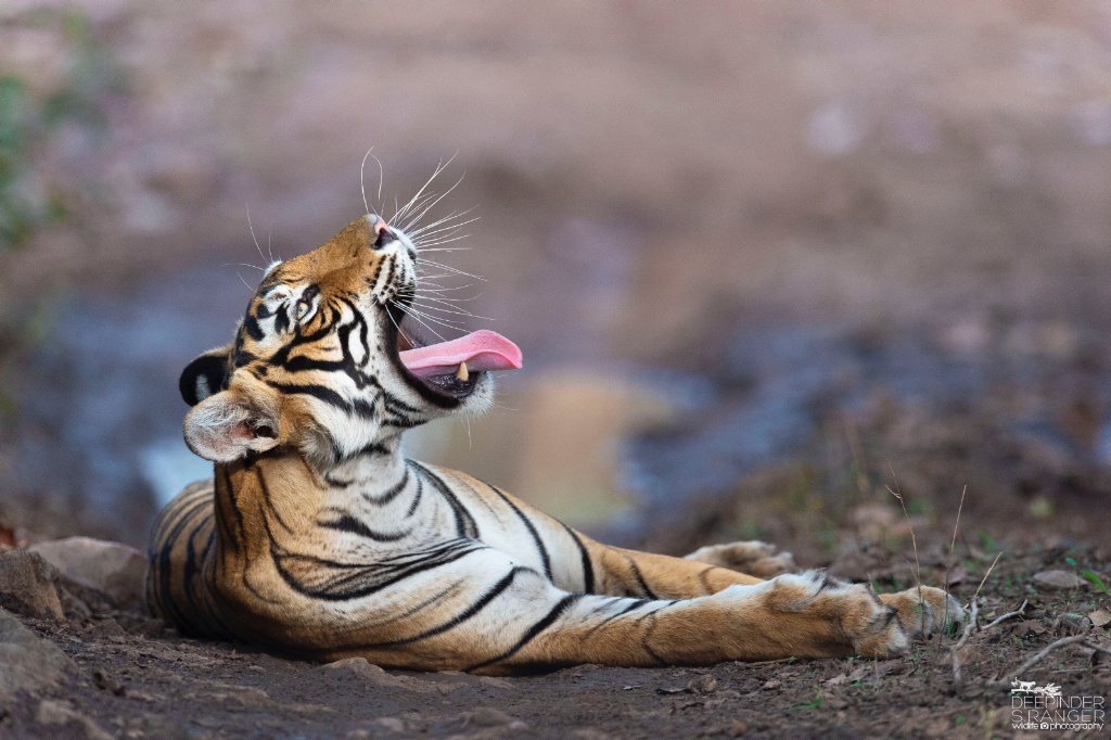 The Yawn !