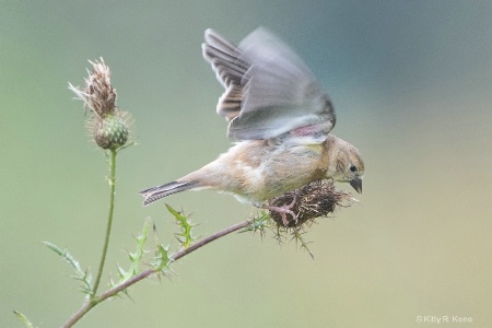 Goldfinch on Thistle Blossom