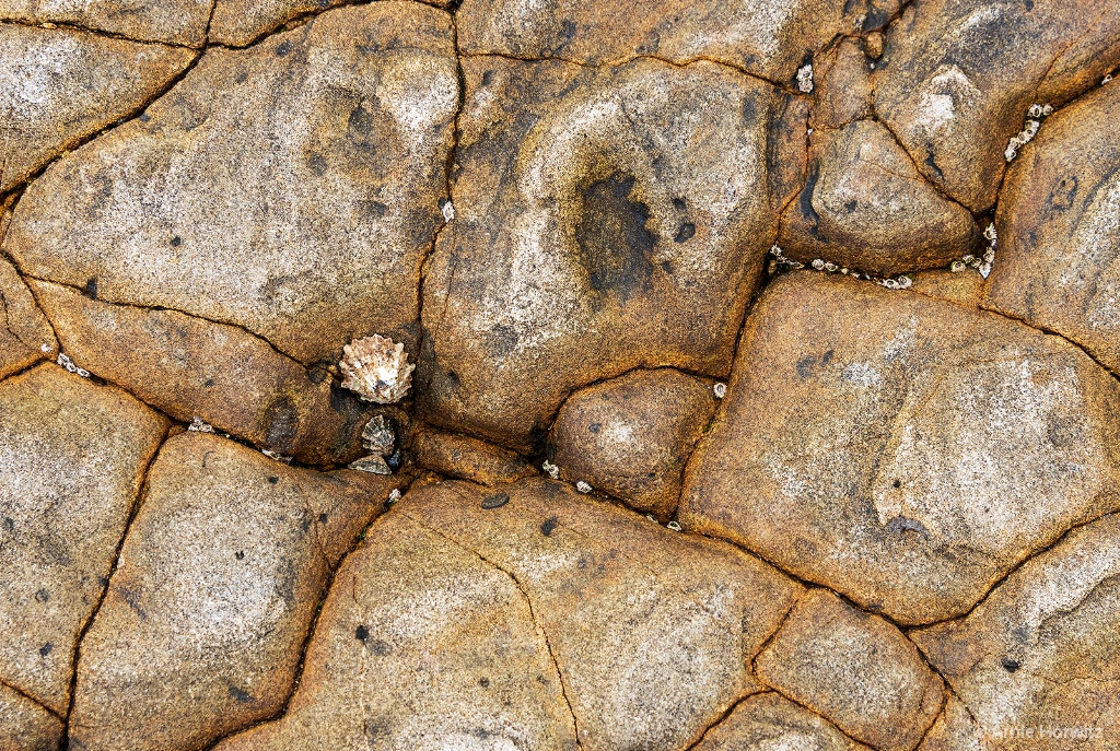 Rocks and Shells