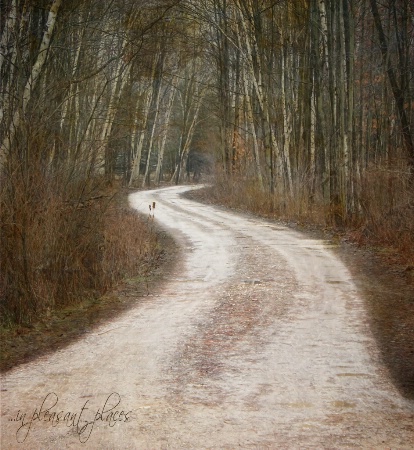 Birch Path