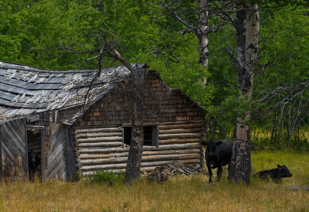 The cows are home 