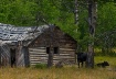 The cows are home...