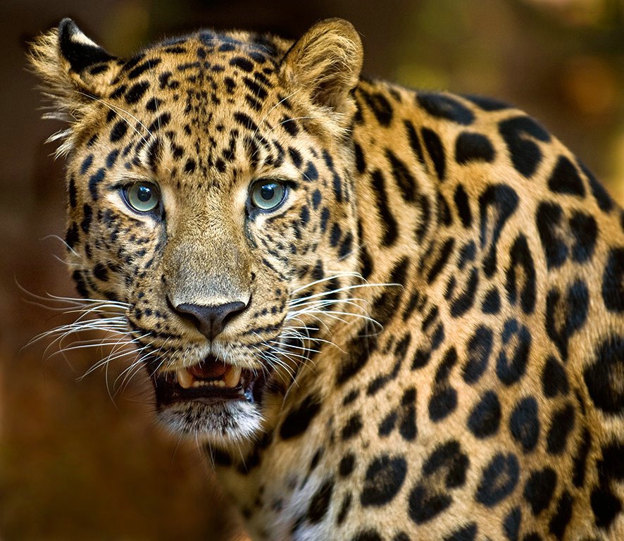Amur Leopard Smiles