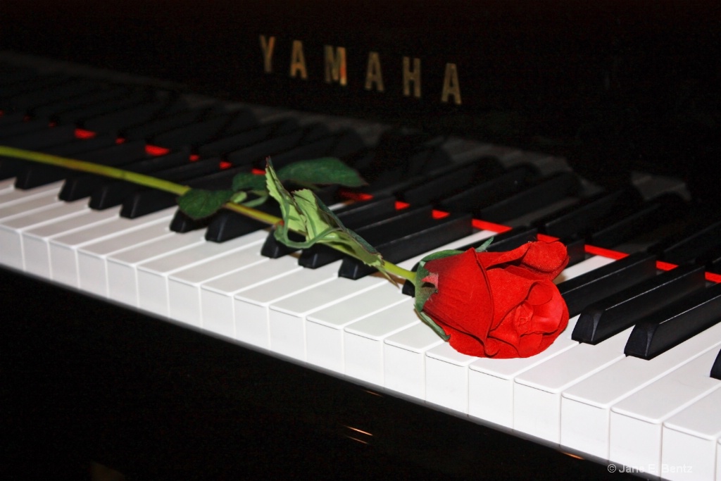 Rose on Keyboard