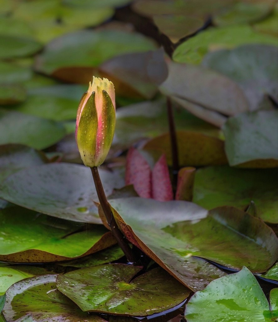 Water Lily