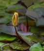 Water Lily
