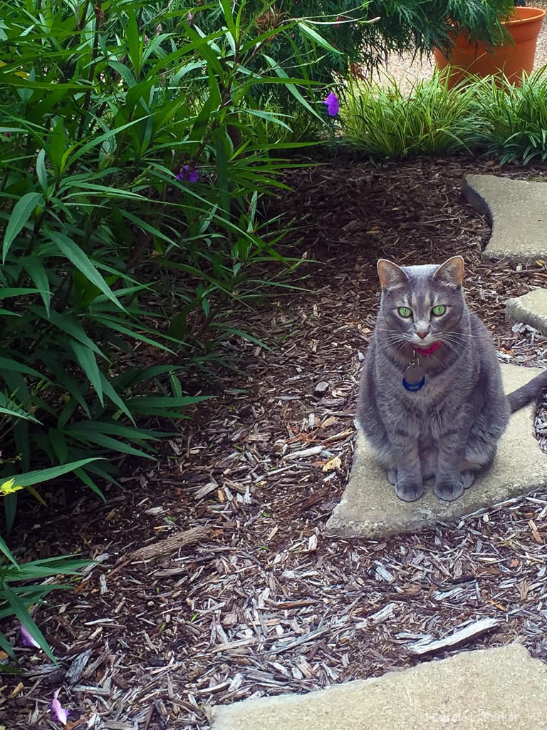Lulu In The Garden