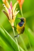 male sunbird