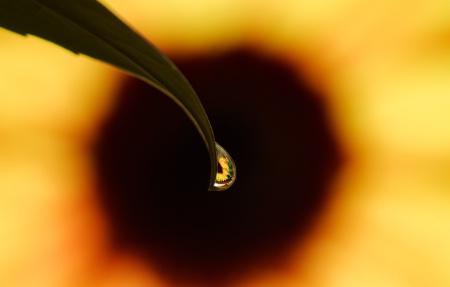 Reflected in a Drop