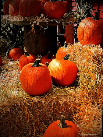 Pumpkins displayed