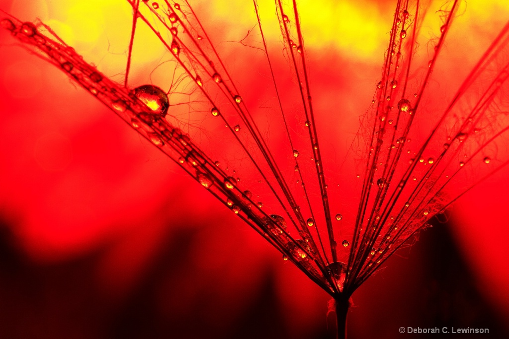 Dandelion - ID: 15630281 © Deborah C. Lewinson