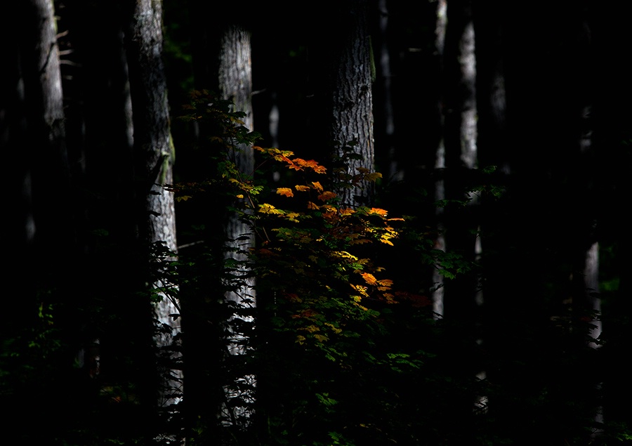 Forest - ID: 15631327 © william (. Dodge