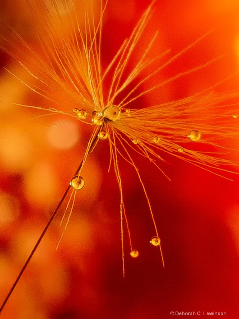 Dandelion Seed-2 - ID: 15631340 © Deborah C. Lewinson