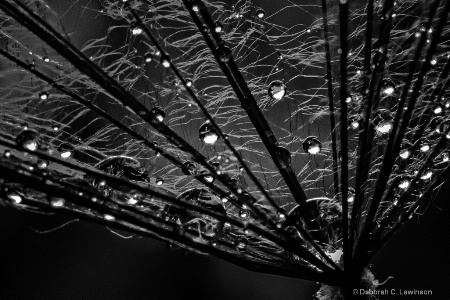 Dandelion Seed BW