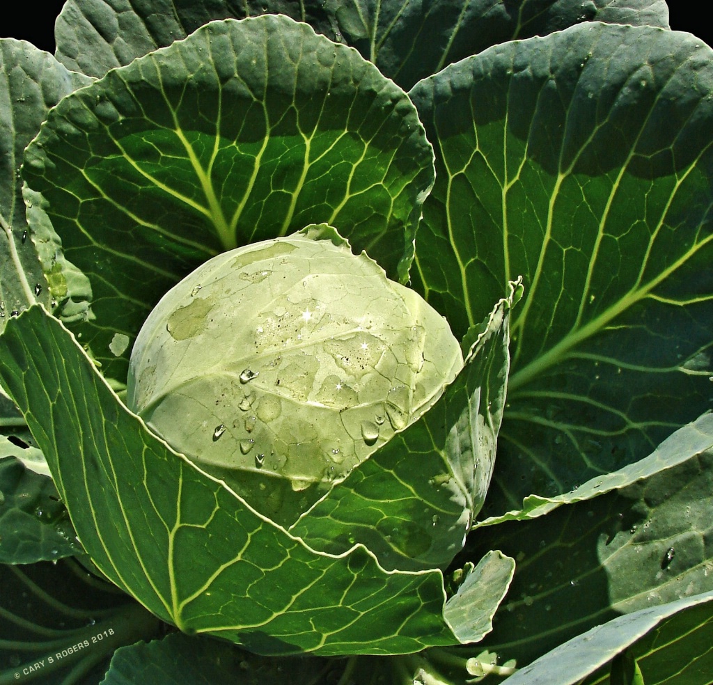 Cabbage After a Sunshower