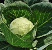 Cabbage After a S...