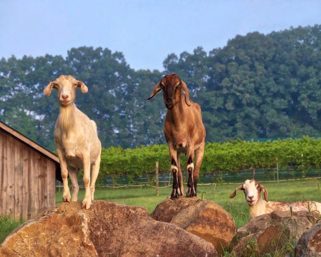 Morgan Ridge Goats - ID: 15631467 © Zelia F. Frick