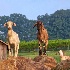 2Morgan Ridge Goats - ID: 15631467 © Zelia F. Frick