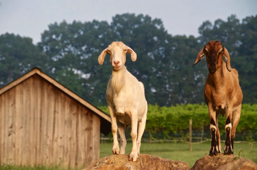 Morgan Ridge Goats - ID: 15631468 © Zelia F. Frick
