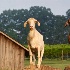 2Morgan Ridge Goats - ID: 15631468 © Zelia F. Frick