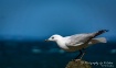 Seagull at Bribie...
