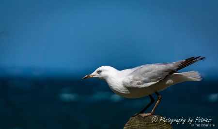 Seagull at Bribie Island