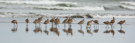 Sandpipers Piping