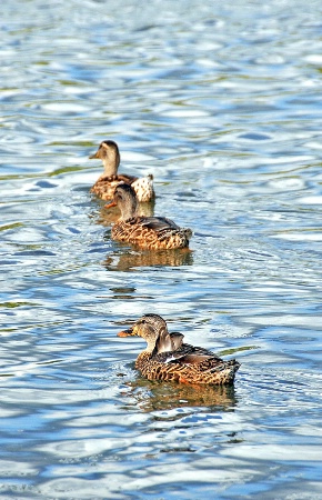 Three Mallards