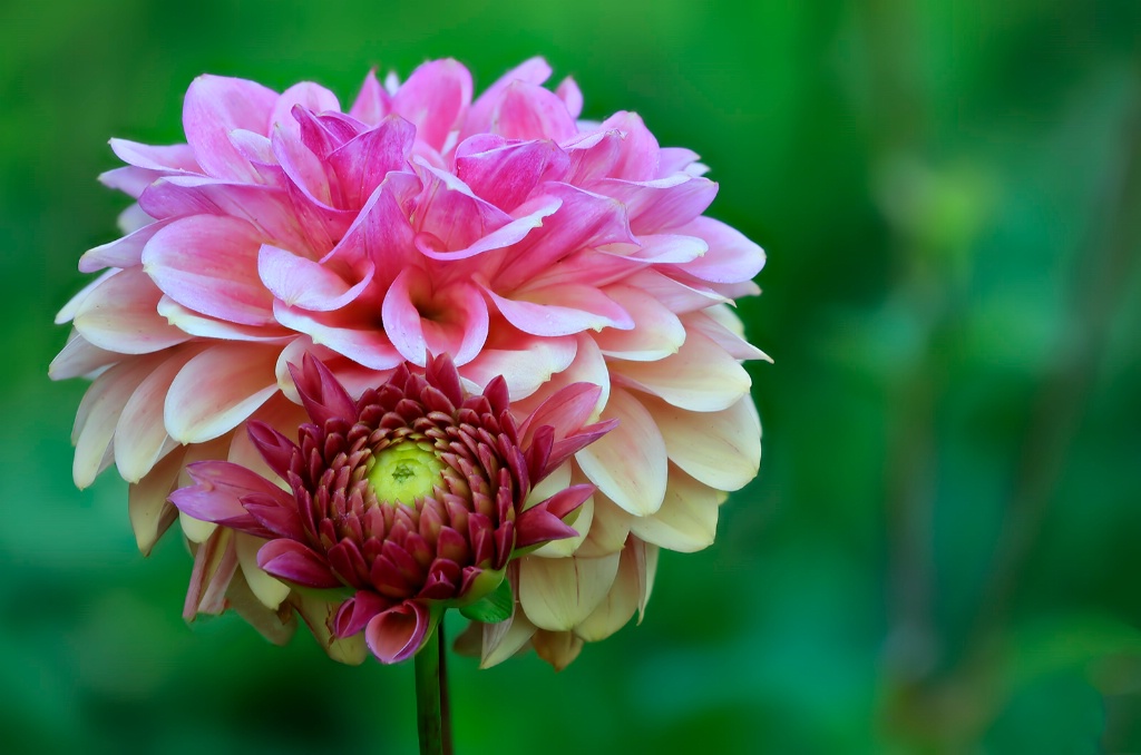 Pink Dahlia and Baby