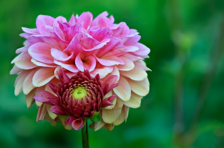 Pink Dahlia and Baby