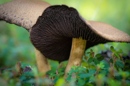 Some Kind Of Mushroom