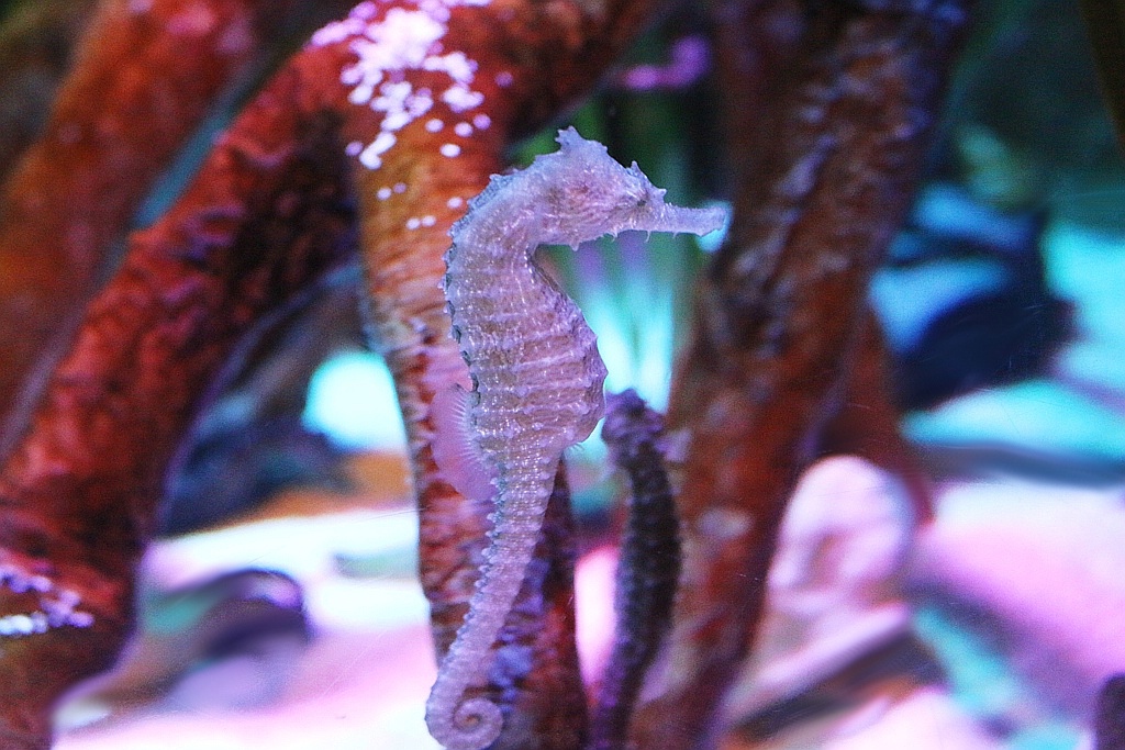 Miniature Sea Horse