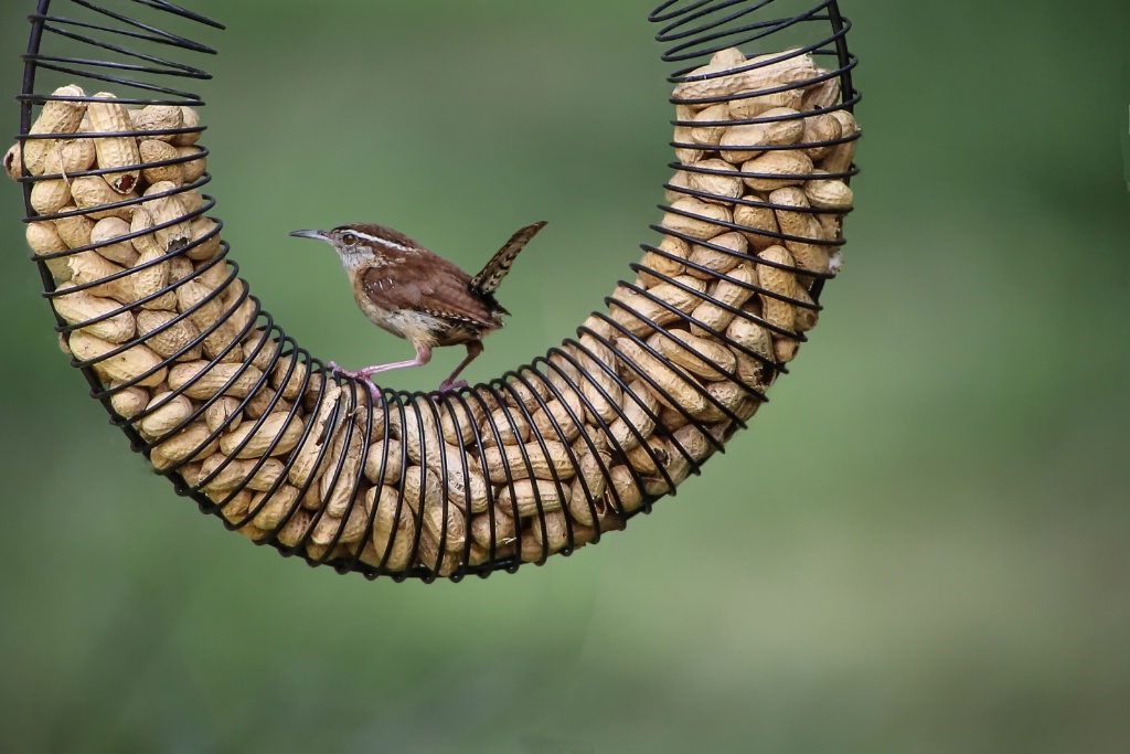 Carolina wren 