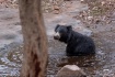 Sloth bear having...