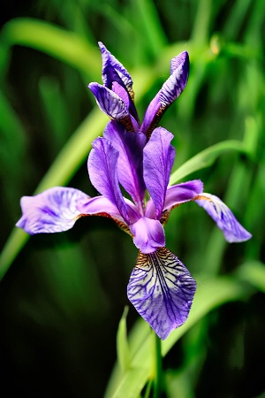 Iris