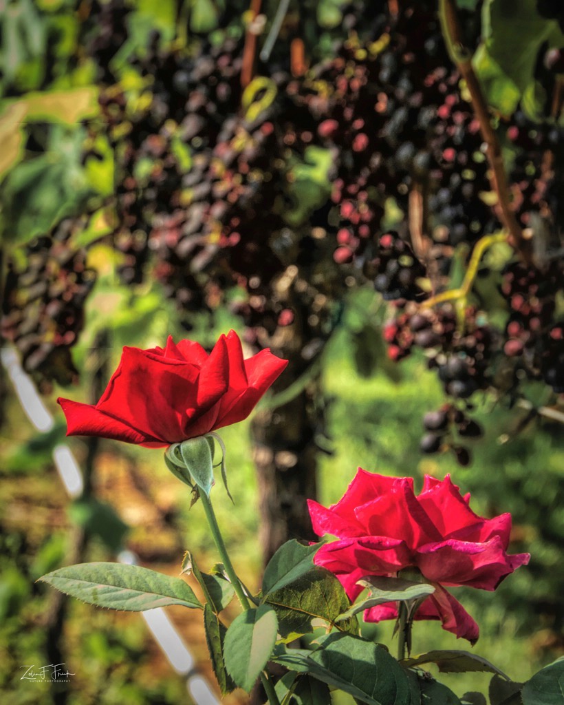 Morgan Ridge Roses - ID: 15631987 © Zelia F. Frick