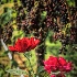 2Morgan Ridge Roses - ID: 15631987 © Zelia F. Frick
