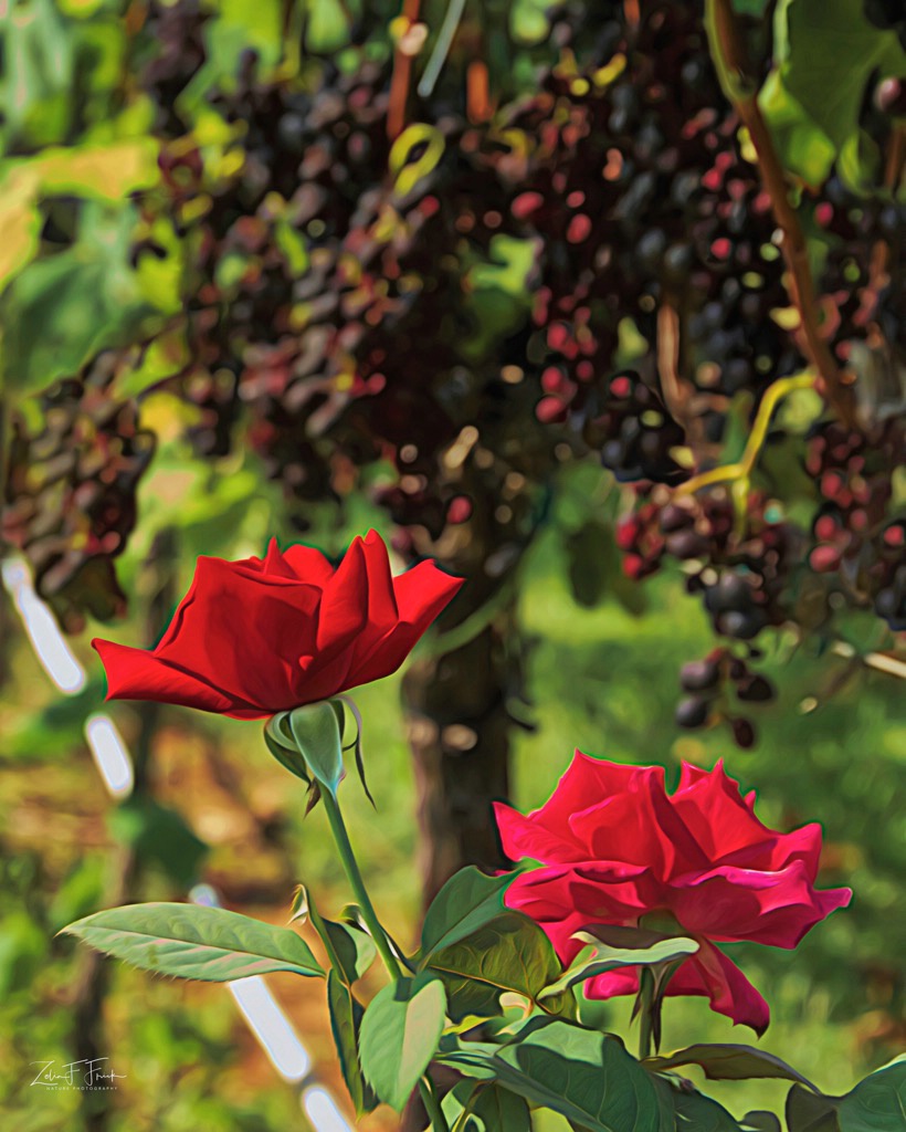 Morgan Ridge Roses - ID: 15631988 © Zelia F. Frick