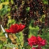 2Morgan Ridge Roses - ID: 15631988 © Zelia F. Frick
