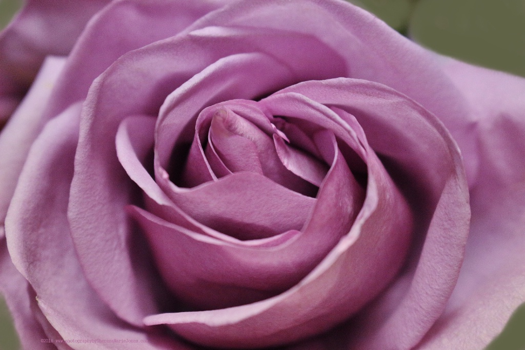 Light Purple Rose - ID: 15632006 © Theresa Marie Jones