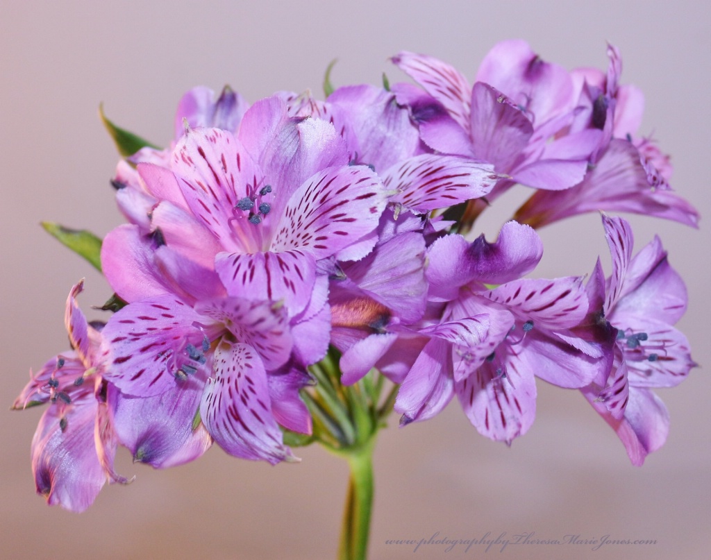 Lavender - ID: 15632015 © Theresa Marie Jones