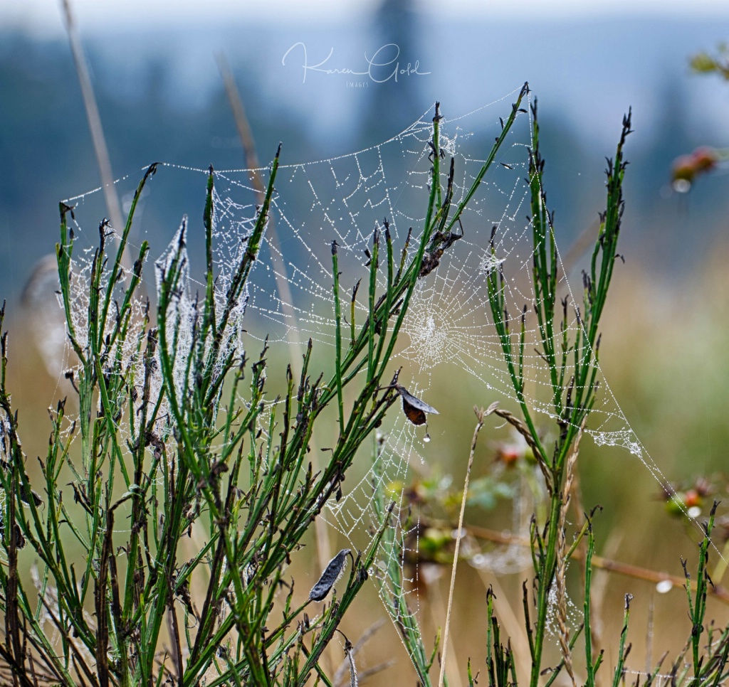 Wet Web