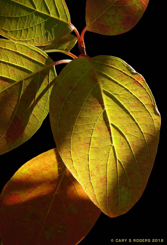 Autumn Leaves in Light and Shadow