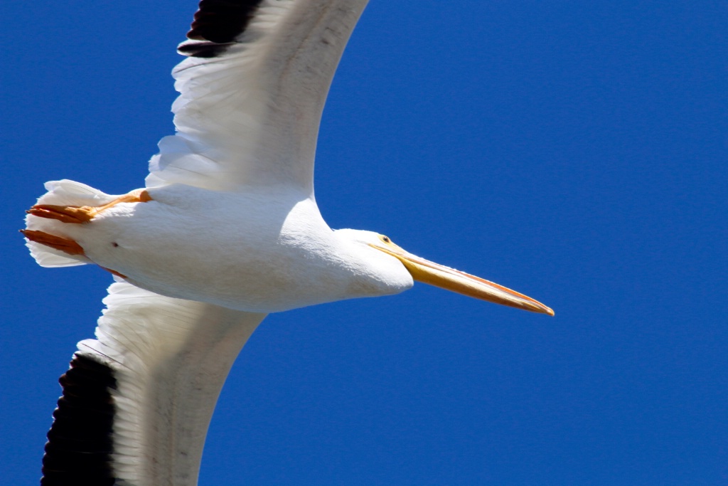Flight of the White Pelican - ID: 15632088 © Rhonda Maurer