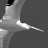2Flight of the White Pelican - ID: 15632088 © Rhonda Maurer