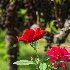 2Morgan Ridge Roses - ID: 15632096 © Zelia F. Frick