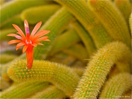 Cactus Flower