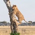 2Stuck In A Tree - ID: 15632411 © Louise Wolbers