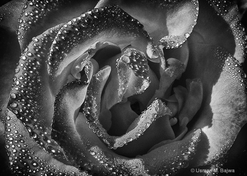 Tears on a Rose 