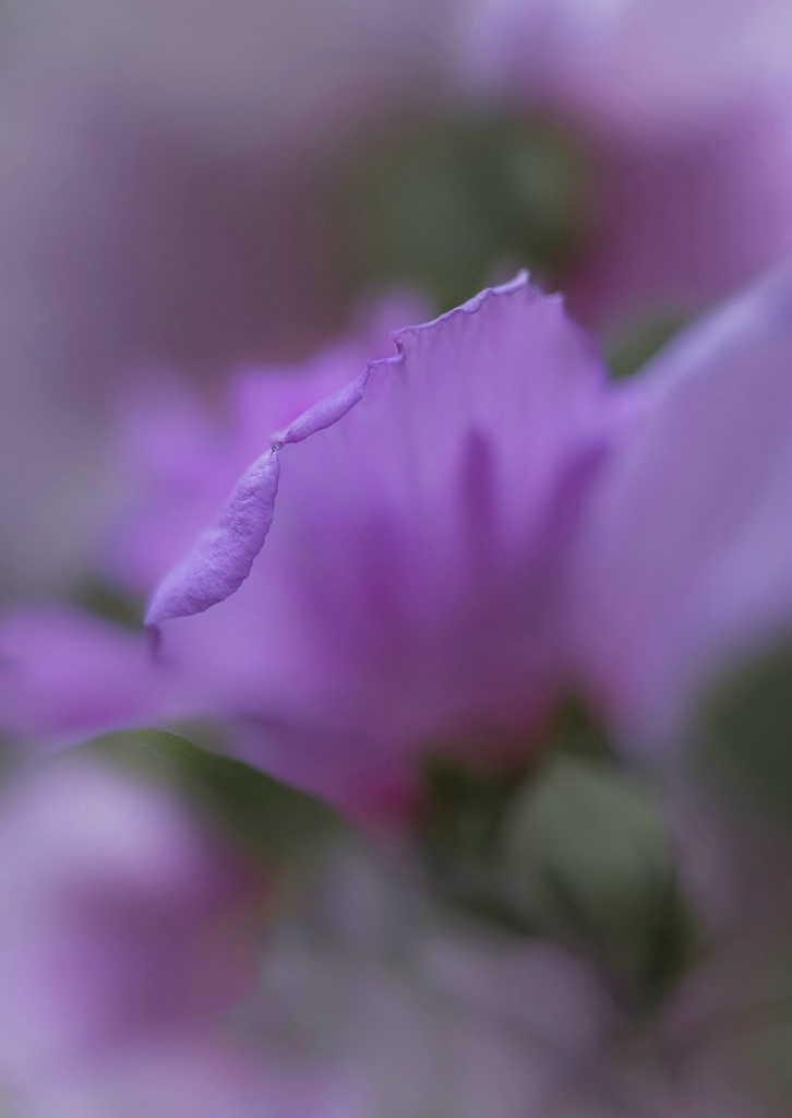 Hibiscus Petal